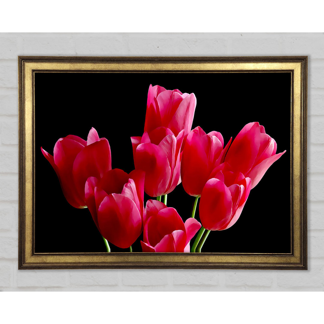 Blume Cerise Tulpen - Einzelner Bilderrahmen Kunstdrucke