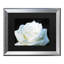 « white rose ii », reproduction d’impression sur toile encadrée-2108855625-2108855627