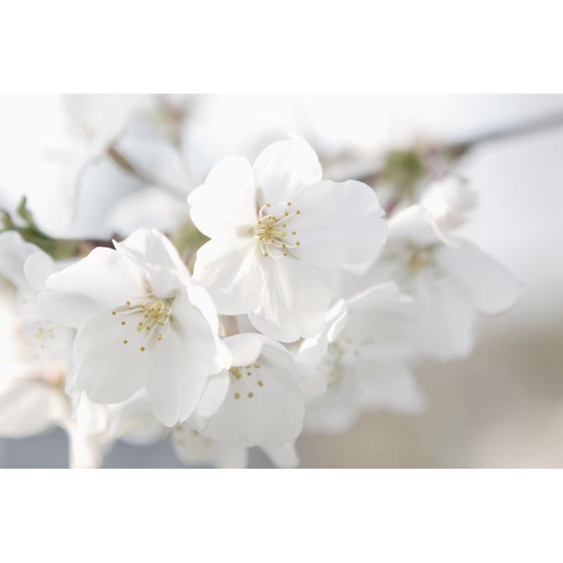 Sabornton White Dogwood Flowers - Wrapped Canvas Print, 30cm H x 46cm W 3.8cm D