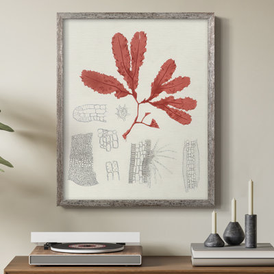Vintage Coral Study II Framed Print - Solid Wood