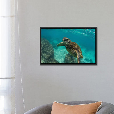 " Green Sea Turtle Swimming In The Pacific Ocean, Hawaii, USA " by Panoramic Images