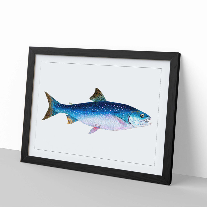 Alpine Charr Fish by Edward Donovan - Single Picture Frame Painting, 24cm H x 33cm W x 2cm D, Black Framed