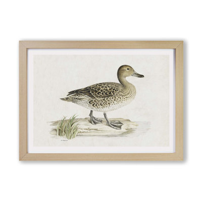 Pintail Duck by Von Wright - Framed Print