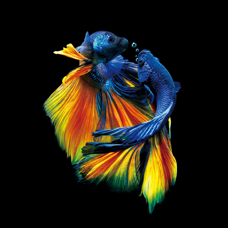 No Frame Print on Glass, 120cm H x 120cm W x 0.4cm D