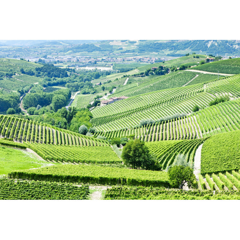 Tabetha Vineyard - Wrapped Canvas Print, 30cm H x 46cm W 3.8cm D