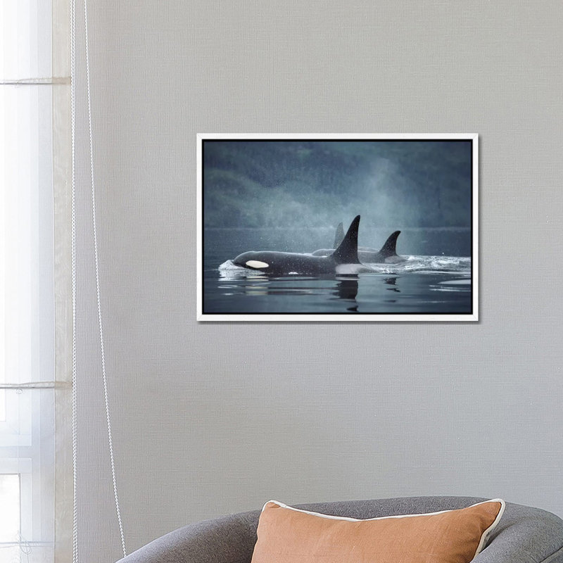 Orca Group Surfacing, Johnstone Strait, British Columbia, Canada by Flip Nicklin - Print on Canvas, 66.04 cm H x 45.72 cm W