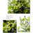 Fir Arrangement