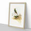 Blue Banded Grass Parakeets by Elizabeth Gould - Picture Frame Painting Print-55544294-55544295