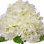 Ensemble d'hortensias 18 "Pe-2046605595