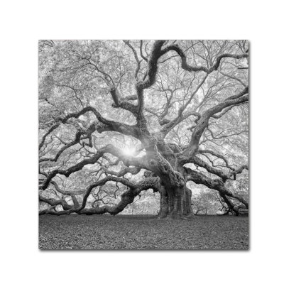 Wrapped Canvas Wall Art - Moises Levy 'The Tree Square-BW 2' Wall Art for Living Room, Bedroom, or Office Décor - 14x14