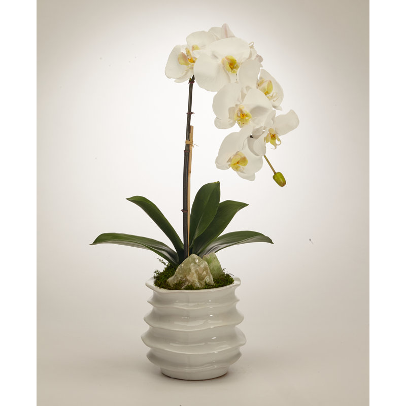 Orchid Centerpiece in Ceramic Pot