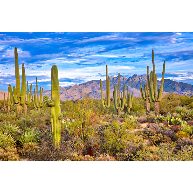 Art sur toile cactus désert majestueux, H 24 po x l 36 po