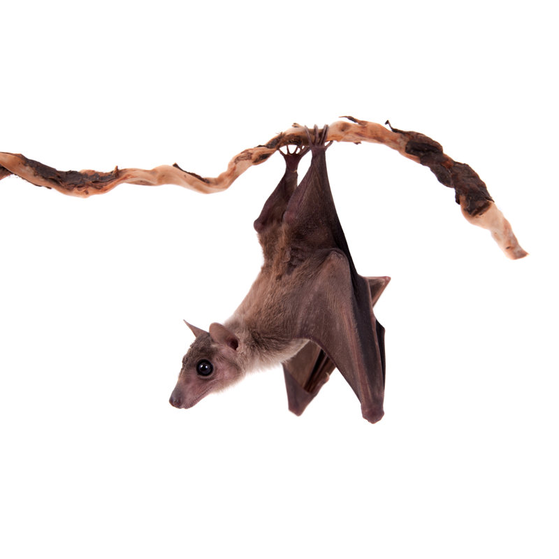 Egyptian Fruit Bat Isolated by Farinosa - Wrapped Canvas Print, 30cm H x 46cm W x 3.8cm D