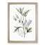 White Hibiscus Flowers - Framed Print-55641061-55641063