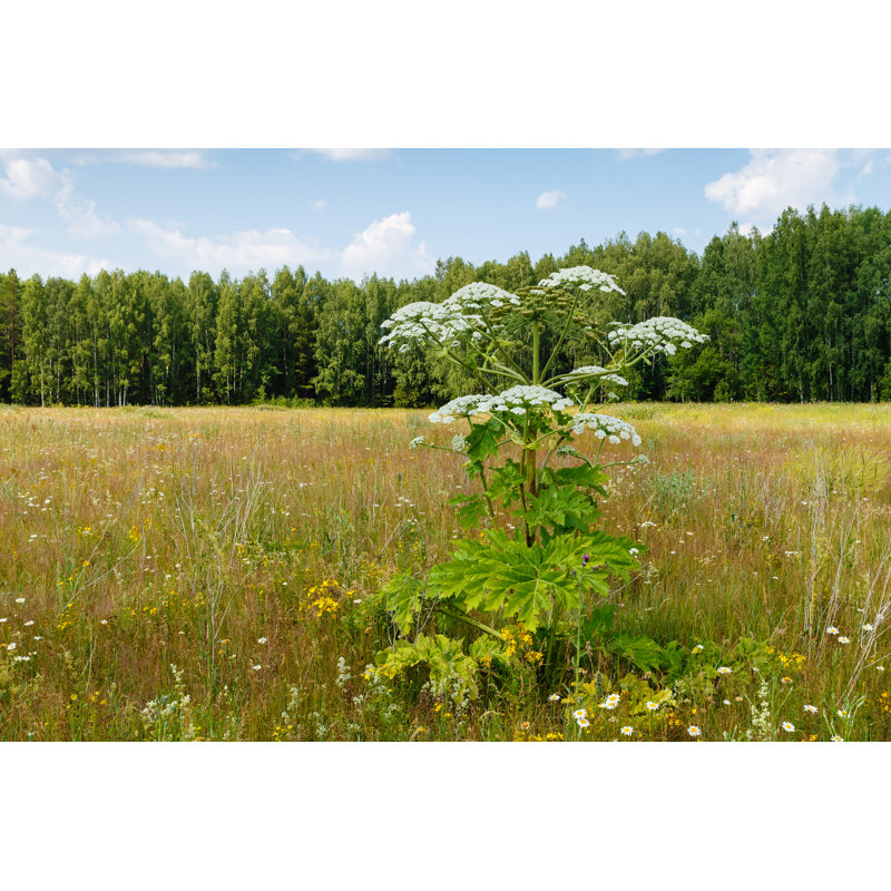 Cow Parsnip Blooms by Mieszko9 - Wrapped Canvas Print, 30cm H x 46cm W
