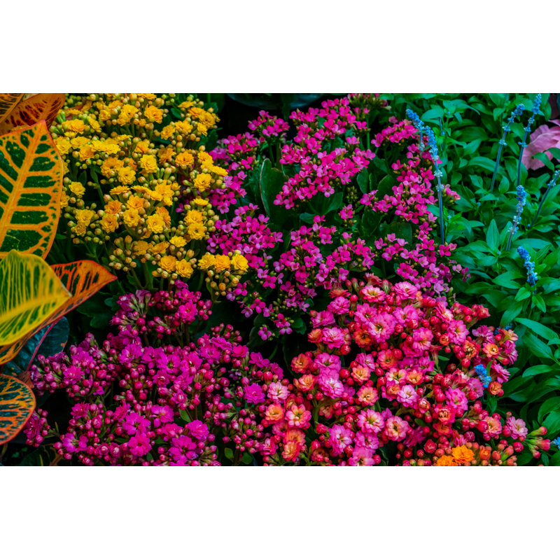 Colorful Flowers by JessicaPichardo - Wrapped Canvas Print, 81cm H x 122cm W x 3.8cm D