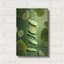  «Fresh Cucumber 3» par Ann Klee, art mural en métal, 12 po x 16 po