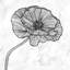 Toile brillante fleur de coquelicot | Cadre blanc monochrome