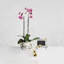 Butterfly Ginkgo Easel Frame