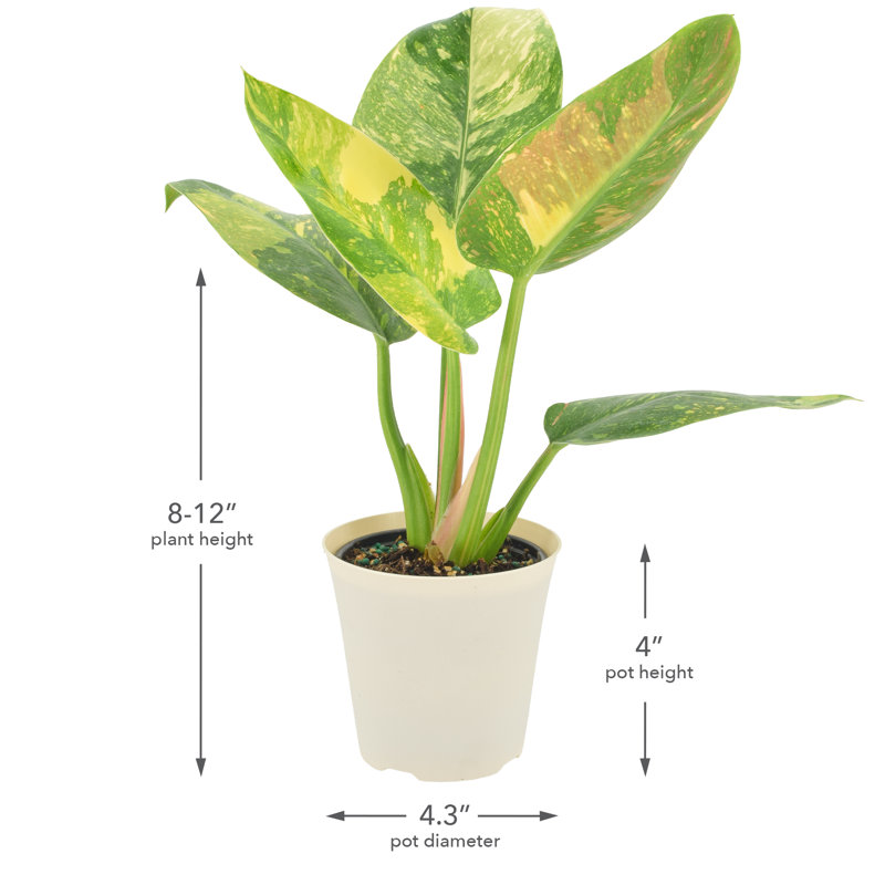 4" Philodendron Green Congo Variegated