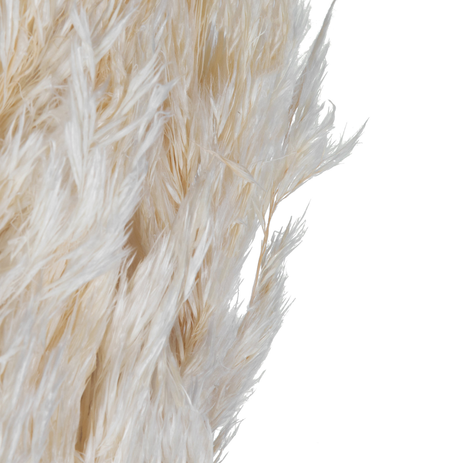Zellmer 36" Bleached Plume Reed Bundle (15-20 stems), Preserved