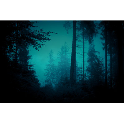 Spruce Trees at Forest - Photographie sur toile tendue