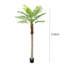 Angelicia 20cm Plant