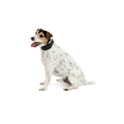 Petsafe® Guardian® Gps 2.0 Dog Fence + Tracking