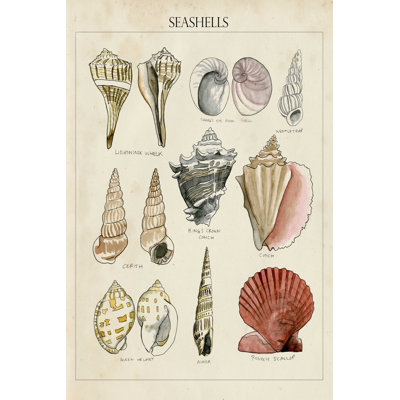 Croquis de coquillage II
