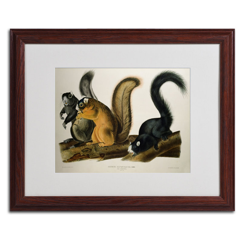 " Fox Squirrel " by James Audubon, 16" H x 20" W x 0.5" D, Brown