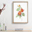 Austrian Briar Rose by Pierre-Joseph Redoute - Single Picture Frame Painting-55456914-55456913