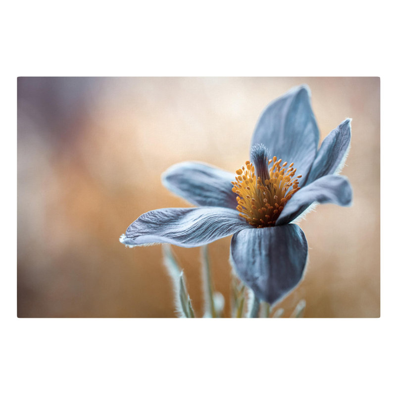 Pasque Flower In Blue - Wrapped Canvas Print, 31cm H x 20cm W x 0.5cm D, Paper
