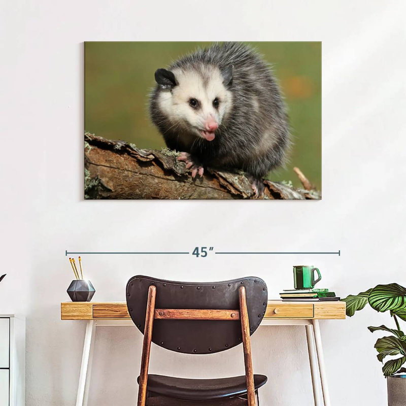 Brampt Angry Opossum, 26" H x 39" W