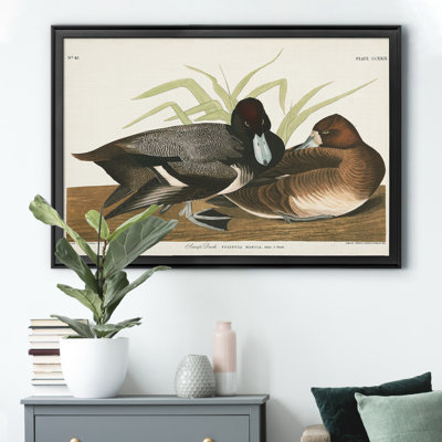 " Scaup Duck "