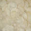 Abstract Shell Print