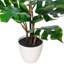 18 plantes