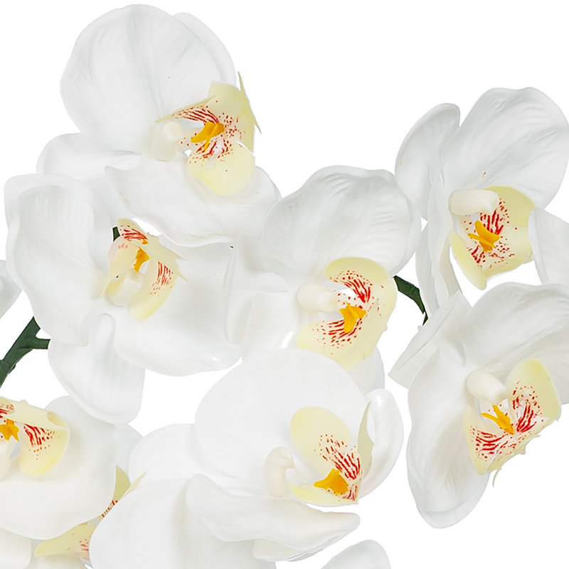 Arrangement floral orchidée liquide Phalaenopsis dans un vase