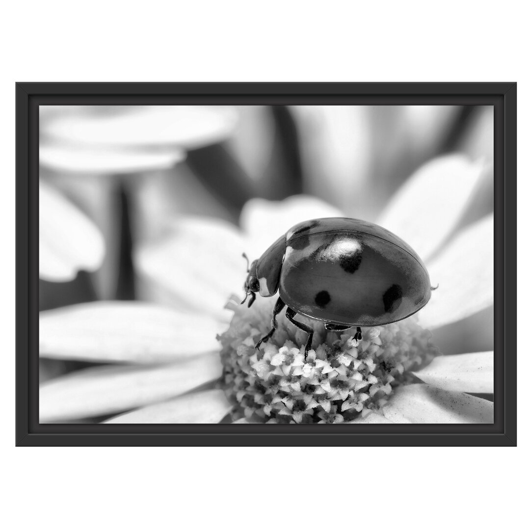 Gerahmtes Poster Marienkäfer auf Gänseblümchen