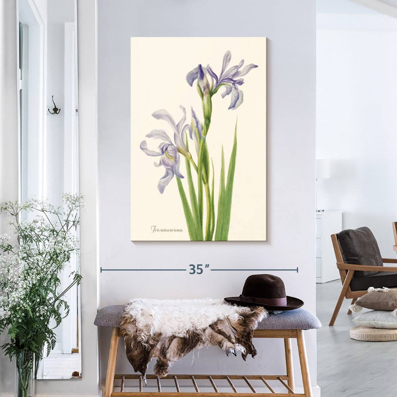 Iris Missouriensis, 36" H x 24" W