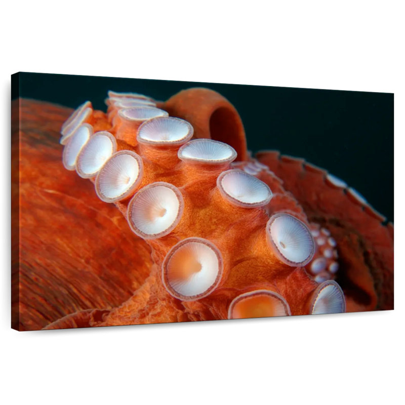 Brampt Japanese Octopus Tentacles, 32" H x 48" W