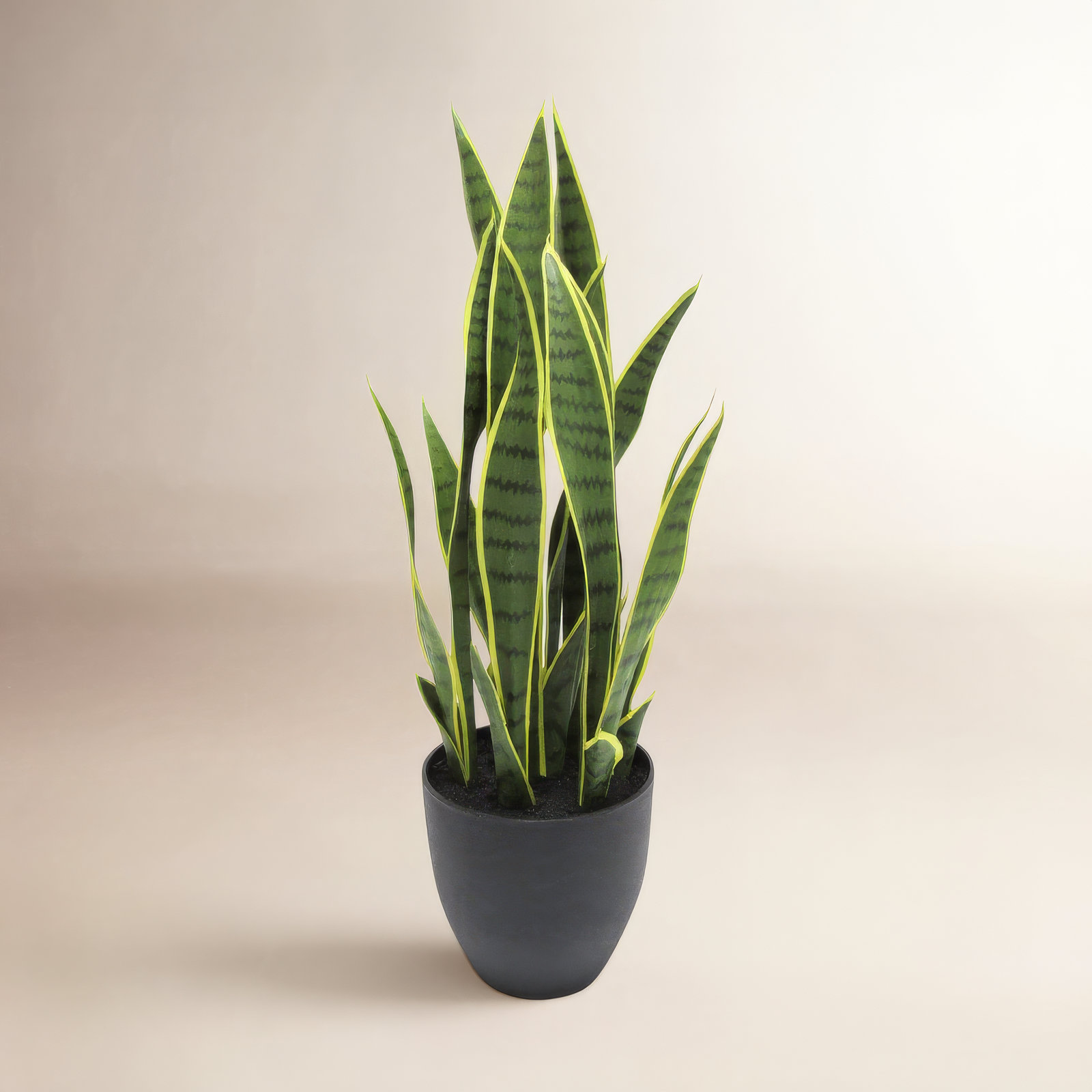 36" Snake Plant in Pot, 26" H x 12" W x 12" D