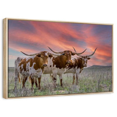 Trois Longhorns du Texas