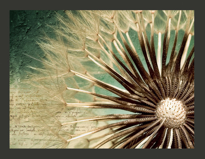 Focus on Dandelion 2.70m x 450cm Wallpaper, 300 cm x 231 cm