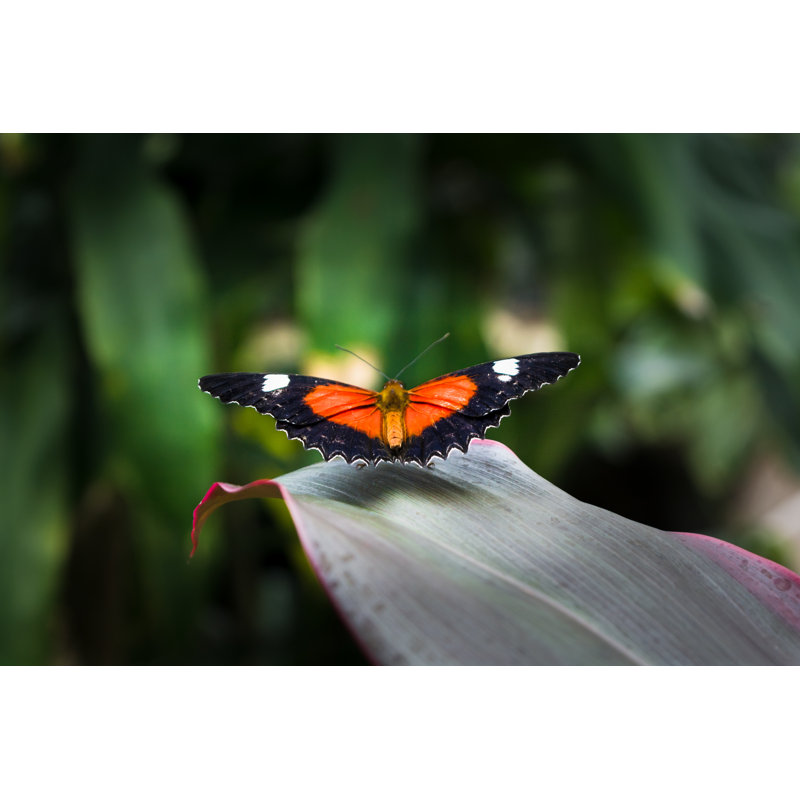Vivelle Butterfly - Wrapped Canvas Print, 30cm H x 46cm W x 3.8cm D