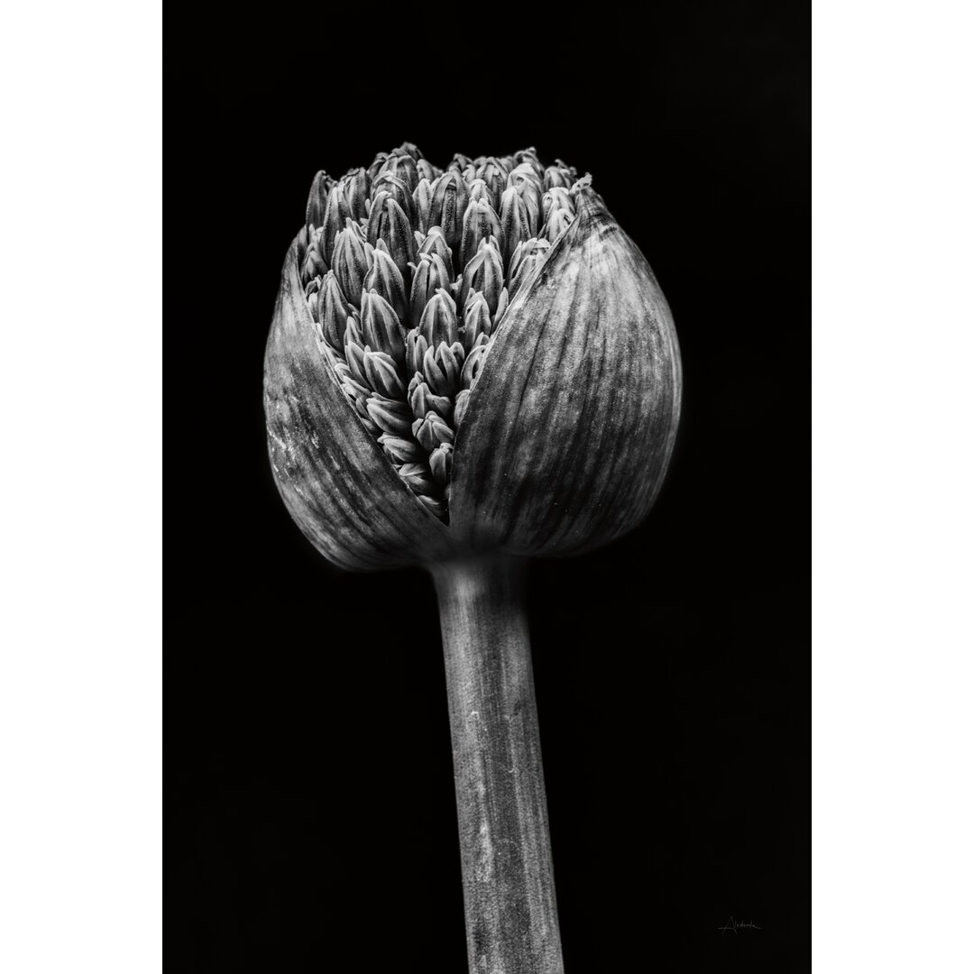 Leinwandbild Allium I von Aledanda