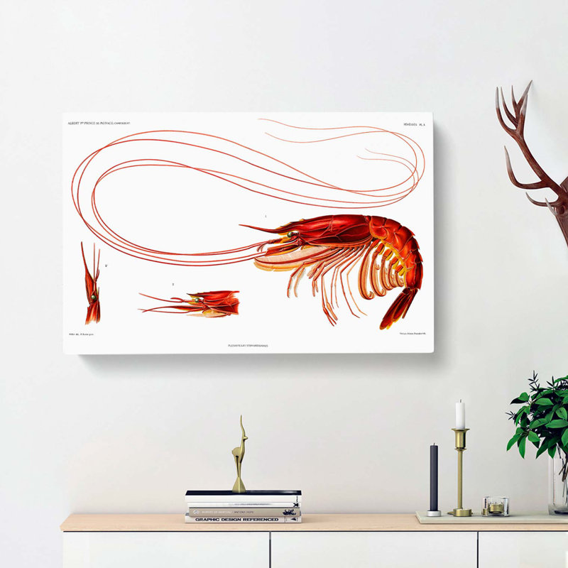 Shrimp Illustration by Albert I - Wrapped Canvas Painting Print, 50cm H x 76cm W x 3cm D