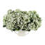 Budding Hydrangeas in Ceramic Vase