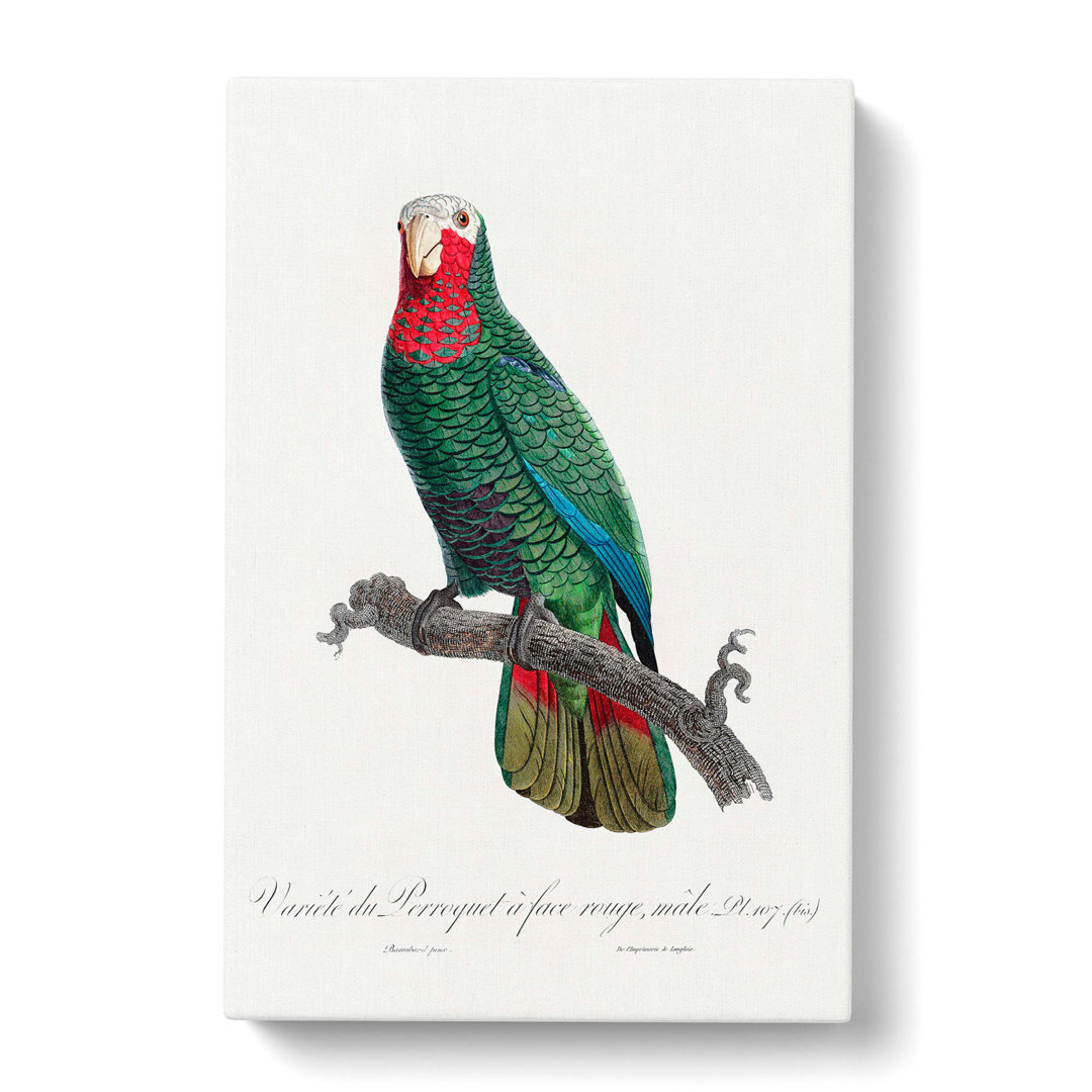 The Cuban Amazon Parrot by F. Levaillant - Wrapped Canvas