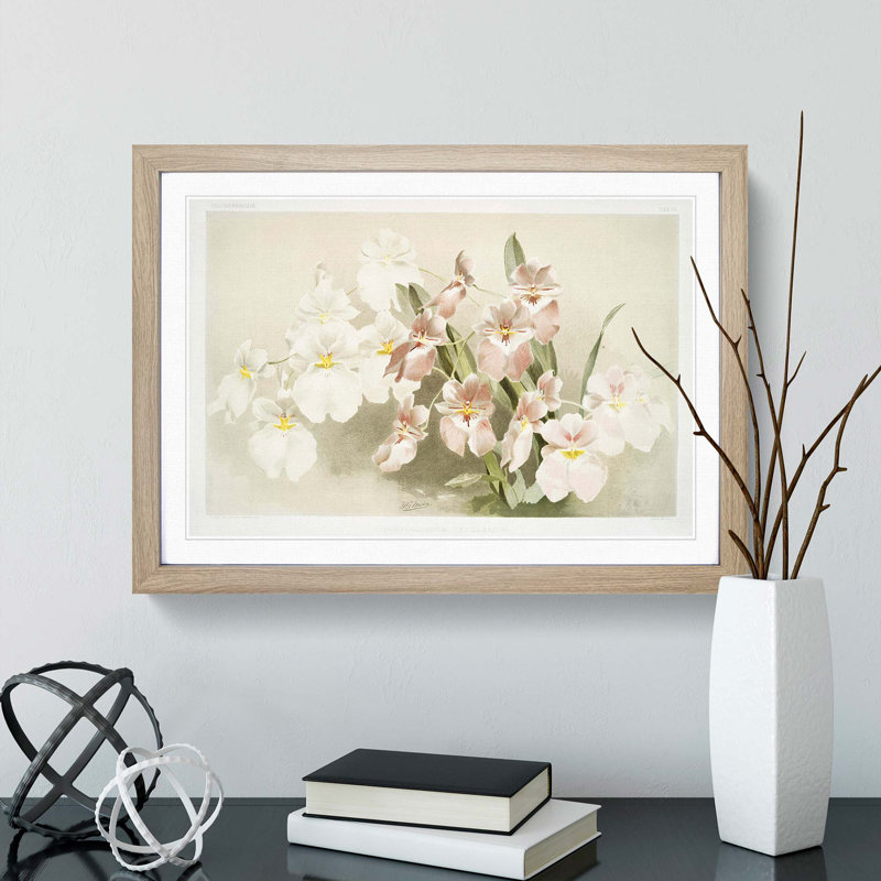 Magnolia Flowers Illustration Tab. 29 by Frederick Sander - Picture Frame Painting Print, 48cm H x 65cm W x 2cm D, Oak Framed