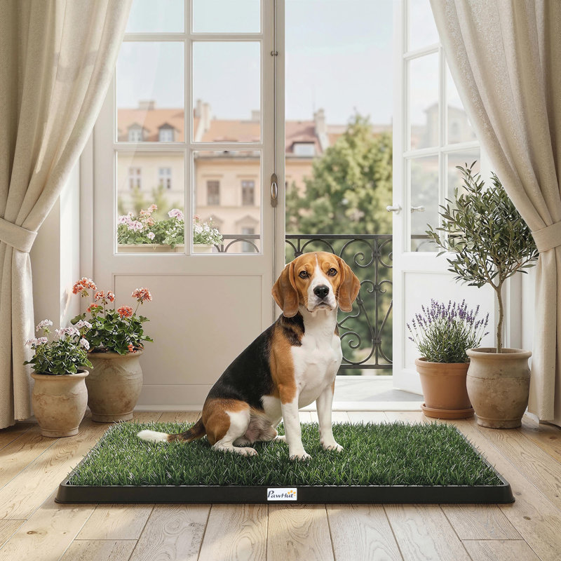 Dog Toilet
